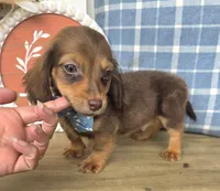Peanut, a male Miniature Dachshund for sale in Jackson, GA – 6 of 7
