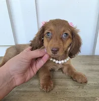 Lily Girl, a female Miniature Dachshund for sale in Jackson, GA – 6 of 8