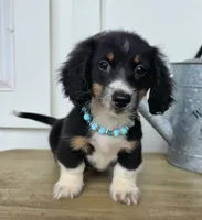 Toby, a male Miniature Dachshund for sale in Jackson, GA – 8 of 9