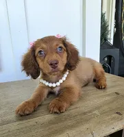 Lily Girl, a female Miniature Dachshund for sale in Jackson, GA – 4 of 8