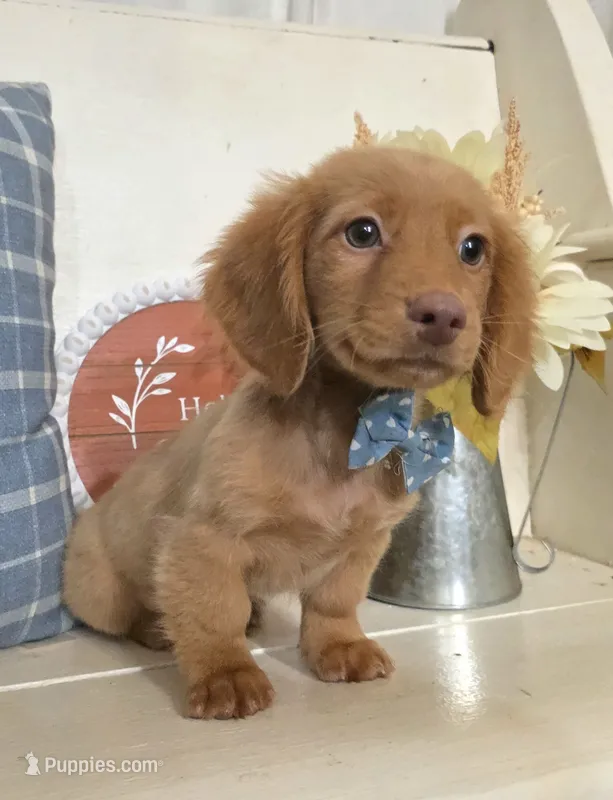 "Benny" Strawberry Cream Dapple – Miniature Dachshund puppy for sale in Jackson, GA