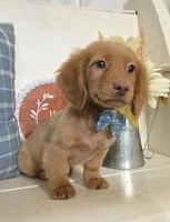 "Benny" Strawberry Cream Dapple, a male Miniature Dachshund for sale in Jackson, GA – 1 of 8