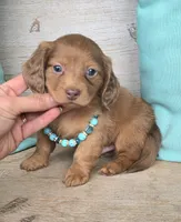 Copper-Longhair Choc/Red, a male Miniature Dachshund for sale in Jackson, GA – 1 of 7