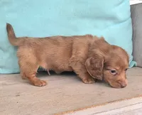 Copper-Longhair Choc/Red, a male Miniature Dachshund for sale in Jackson, GA – 3 of 7