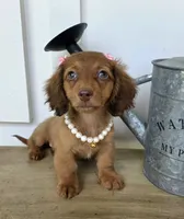 Lily Girl, a female Miniature Dachshund for sale in Jackson, GA – 8 of 8