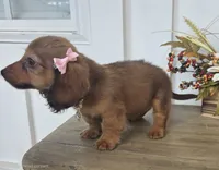 Millie-Mini Longhair, a female Miniature Dachshund for sale in Jackson, GA – 6 of 9