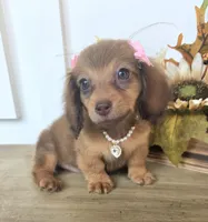 Millie-Mini Longhair, a female Miniature Dachshund for sale in Jackson, GA – 2 of 9