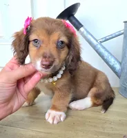Mabel, a female Miniature Dachshund for sale in Jackson, GA – 2 of 7