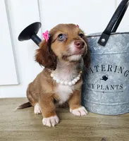 Mabel, a female Miniature Dachshund for sale in Jackson, GA – 4 of 7