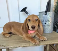Lady, a female Miniature Dachshund for sale in Jackson, GA – 4 of 8