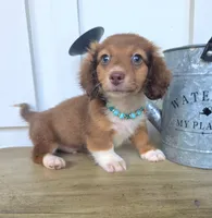 Alfie, a male Miniature Dachshund for sale in Jackson, GA – 4 of 5