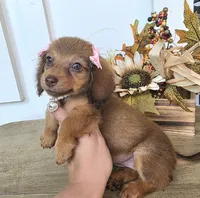 Millie-Mini Longhair, a female Miniature Dachshund for sale in Jackson, GA – 5 of 9
