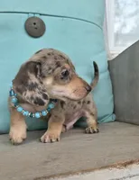 Rolo-Chocolate Dapple, a male Miniature Dachshund for sale in Jackson, GA – 3 of 9