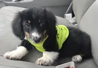 Toby, a male Miniature Dachshund for sale in Jackson, GA – 6 of 9