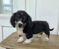 Toby, a male Miniature Dachshund for sale in Jackson, GA – 7 of 9