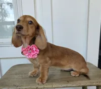 Lady, a female Miniature Dachshund for sale in Jackson, GA – 6 of 8
