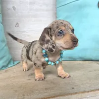 Rolo-Chocolate Dapple, a male Miniature Dachshund for sale in Jackson, GA – 8 of 9