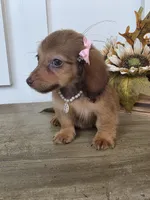 Millie-Mini Longhair, a female Miniature Dachshund for sale in Jackson, GA – 8 of 9