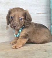 Butterfinger, a male Miniature Dachshund for sale in Jackson, GA – 2 of 9
