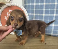 Peanut, a male Miniature Dachshund for sale in Jackson, GA – 2 of 7