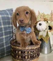 "Benny" Strawberry Cream Dapple, a male Miniature Dachshund for sale in Jackson, GA – 8 of 8