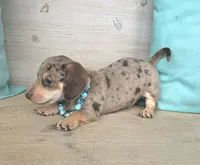 Rolo-Chocolate Dapple, a male Miniature Dachshund for sale in Jackson, GA – 5 of 9