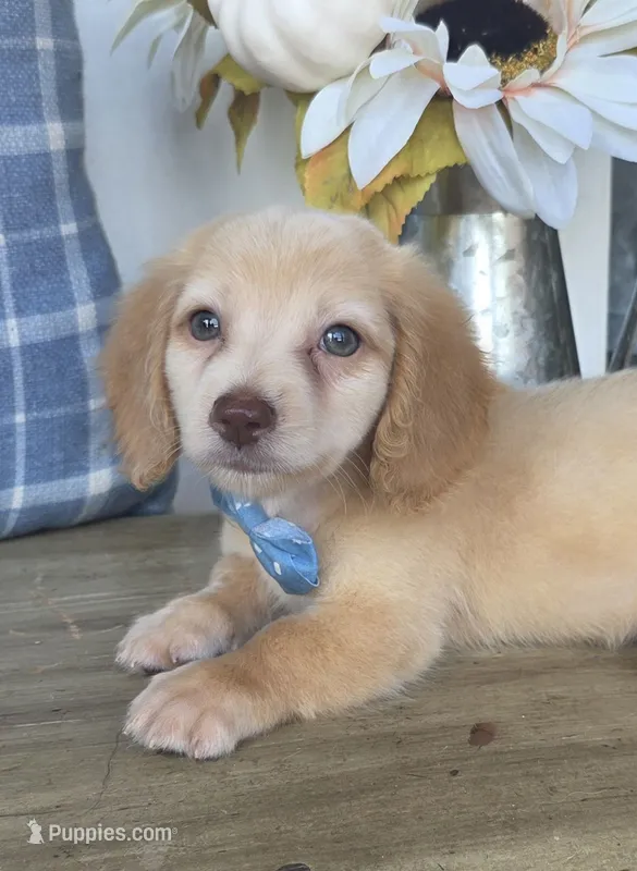 Cream Longhair Boy "Buddy" – Miniature Dachshund puppy for sale in Jackson, GA