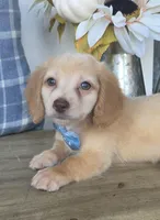 Buddy, a male Miniature Dachshund for sale in Jackson, GA – 2 of 9
