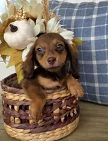 Peanut, a male Miniature Dachshund for sale in Jackson, GA – 5 of 7