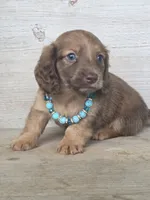 Butterfinger, a male Miniature Dachshund for sale in Jackson, GA – 9 of 9