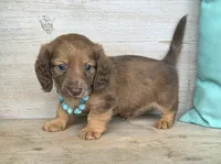 Butterfinger, a male Miniature Dachshund for sale in Jackson, GA – 4 of 9