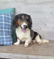 Spanky Longhair Dapple CKC, a male Dachshund and Miniature Dachshund for sale in Jackson, GA – 6 of 6