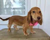 Lady, a female Miniature Dachshund for sale in Jackson, GA – 2 of 8