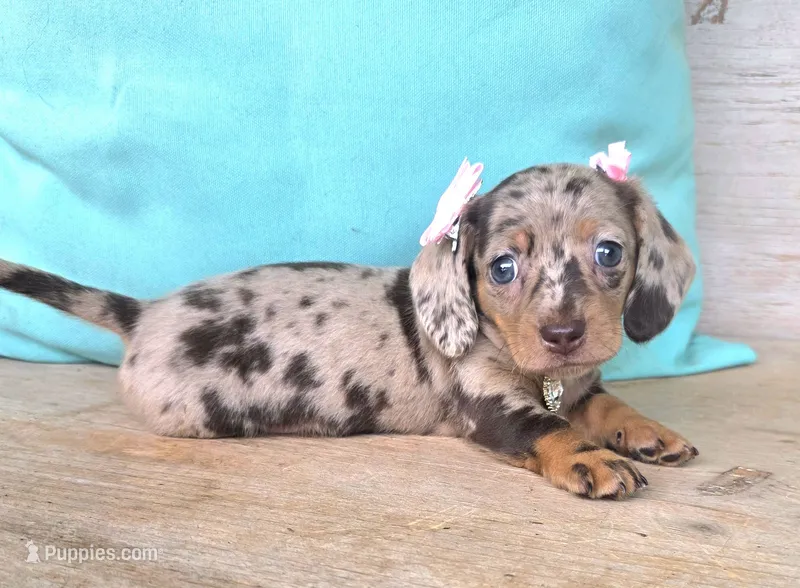 Candy Girl-Chocolate Dapple – Miniature Dachshund puppy for sale in Jackson, GA