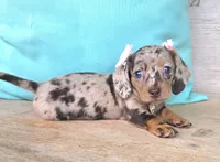 Candy Girl-Chocolate Dapple, a female Miniature Dachshund for sale in Jackson, GA – 1 of 6