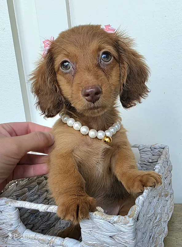 Lily Girl – Miniature Dachshund puppy for sale in Jackson, GA