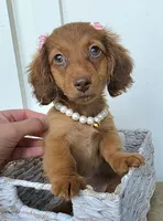 Lily Girl, a female Miniature Dachshund for sale in Jackson, GA – 1 of 8