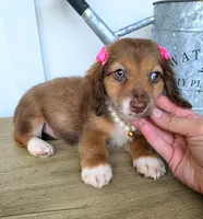 Mabel, a female Miniature Dachshund for sale in Jackson, GA – 3 of 7