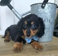 Oliver, a male Miniature Dachshund for sale in Jackson, GA – 7 of 7