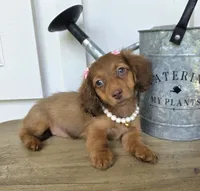 Lily Girl, a female Miniature Dachshund for sale in Jackson, GA – 2 of 8