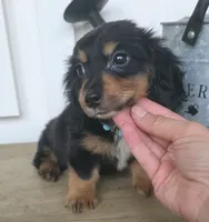 Oliver, a male Miniature Dachshund for sale in Jackson, GA – 2 of 7