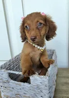 Lily Girl, a female Miniature Dachshund for sale in Jackson, GA – 7 of 8