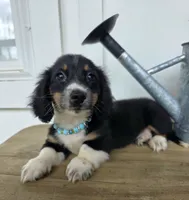 Toby, a male Miniature Dachshund for sale in Jackson, GA – 3 of 9