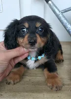 Oliver, a male Miniature Dachshund for sale in Jackson, GA – 3 of 7