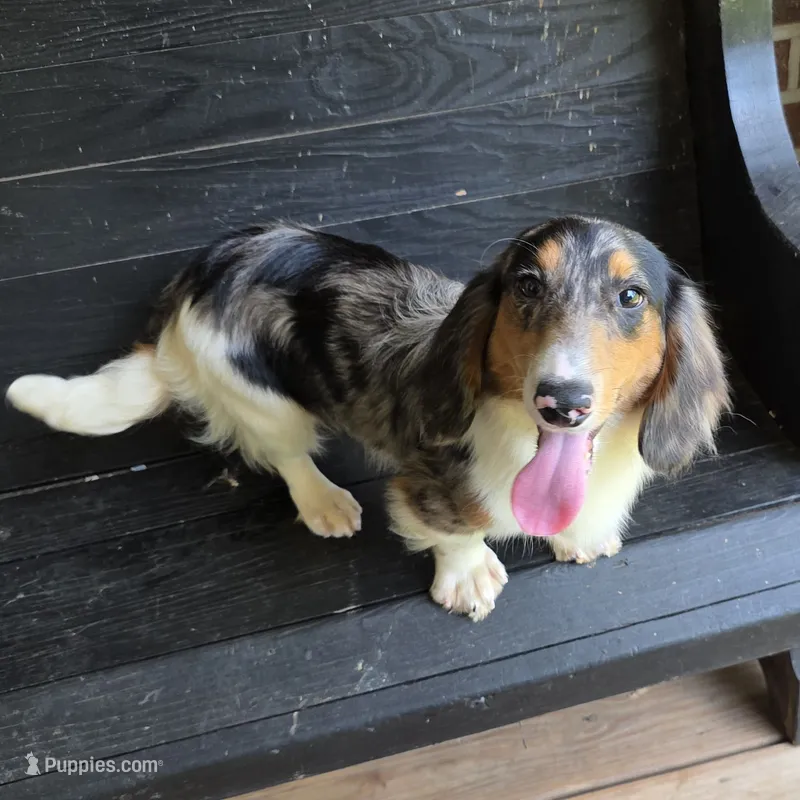 Spanky Longhair Dapple CKC – Dachshund, Miniature Dachshund puppy for sale in Jackson, GA