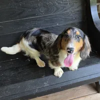 Spanky Longhair Dapple CKC, a male Dachshund and Miniature Dachshund for sale in Jackson, GA – 1 of 6