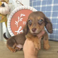 Peanut, a male Miniature Dachshund for sale in Jackson, GA – 7 of 7