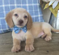 Buddy, a male Miniature Dachshund for sale in Jackson, GA – 3 of 7