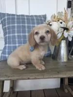 Buddy, a male Miniature Dachshund for sale in Jackson, GA – 7 of 9
