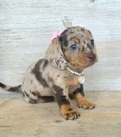 Candy Girl-Chocolate Dapple, a female Miniature Dachshund for sale in Jackson, GA – 3 of 6